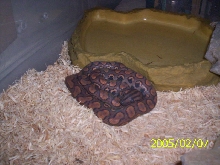 In shed