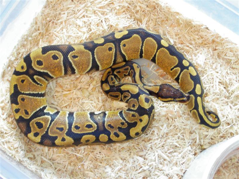 het ghost female
