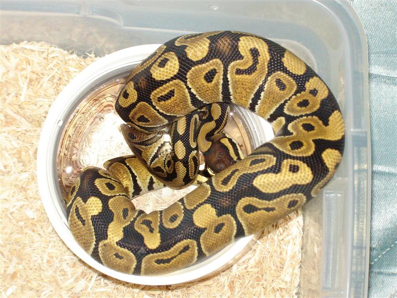 het ghost female 2