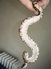 belly pastel