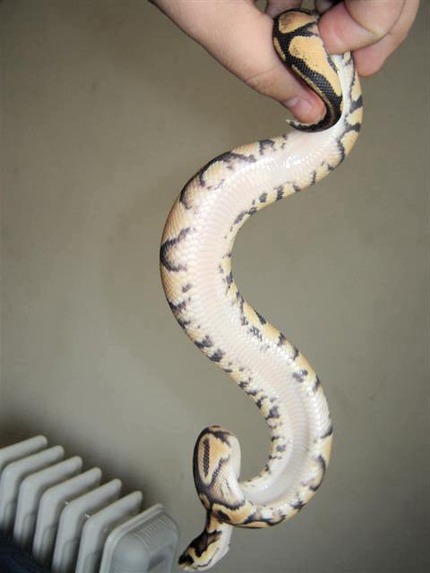belly pastel