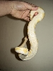 belly albino