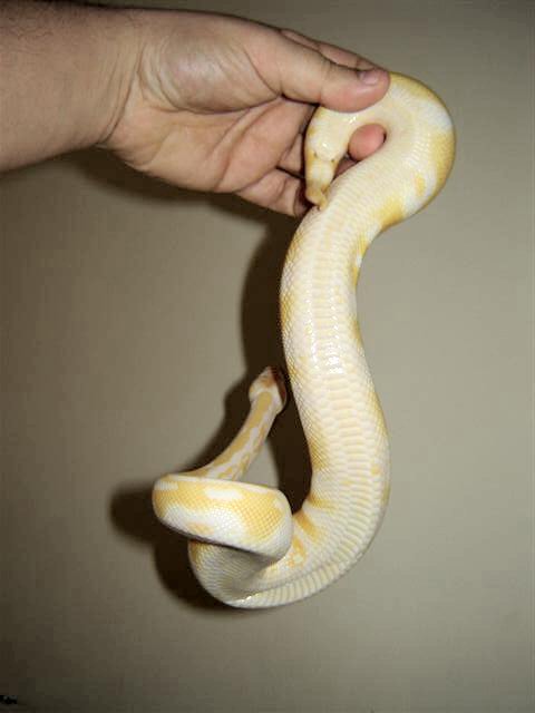 belly albino