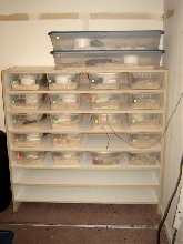 hatchling rack