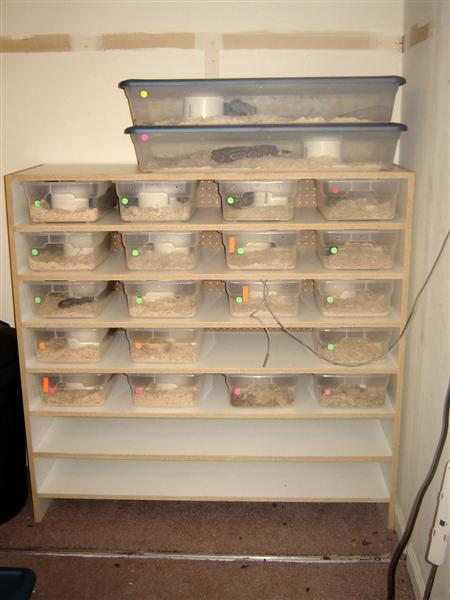 hatchling rack