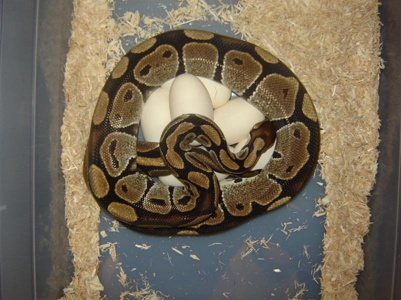 eggs 1