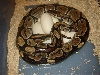 eggs 3