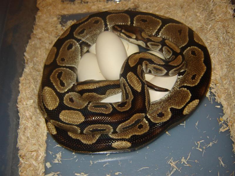 eggs 3