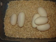 eggs 2