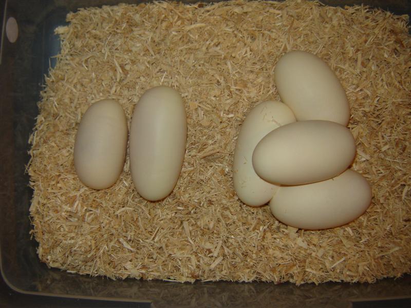 eggs 2