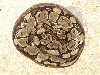 ovulation