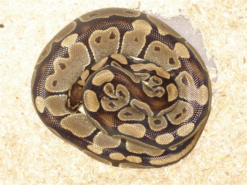 ovulation