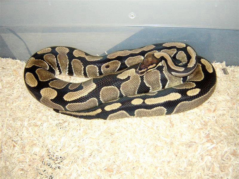 het albino female