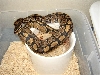shedding het ghost fem