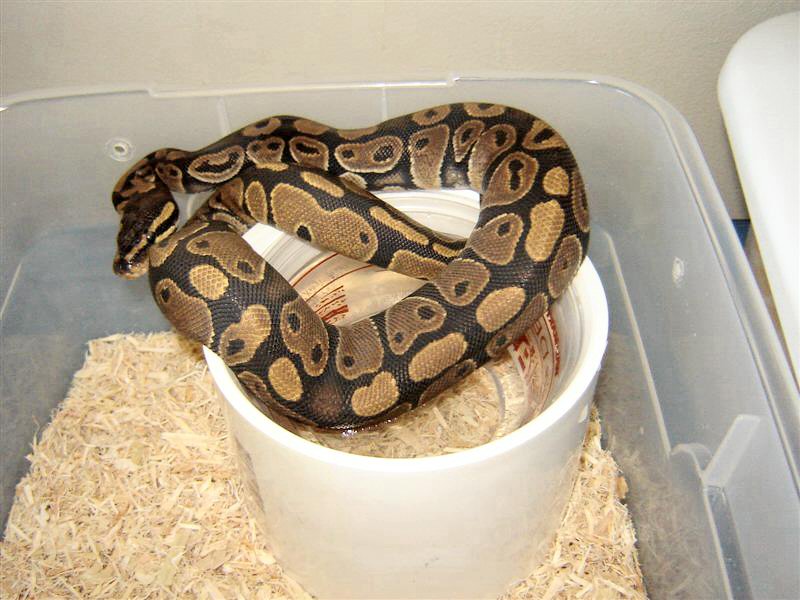 shedding het ghost fem