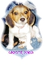 My Beagle Angel