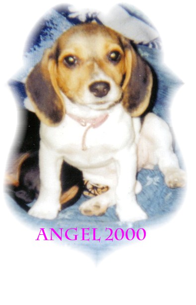 My Beagle Angel