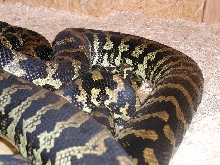 Jungles breeding