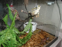 carpet chameleons