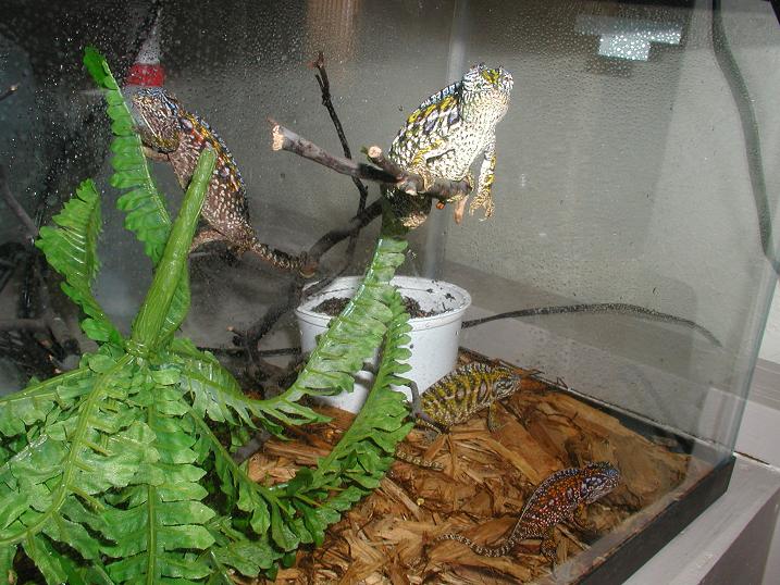 carpet chameleons