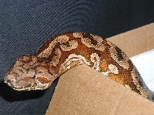 Super red dumeril