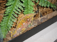 Gravid carpet chameleon