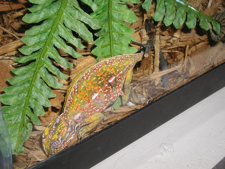 Gravid carpet chameleon