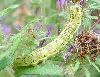Caterpillar