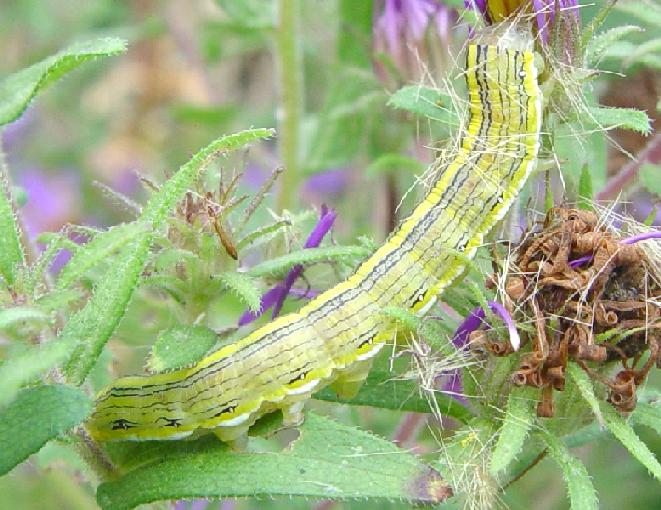 Caterpillar