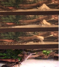 Fast Strike / Goanna Imitation