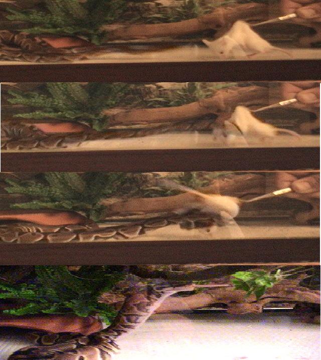 Fast Strike / Goanna Imitation