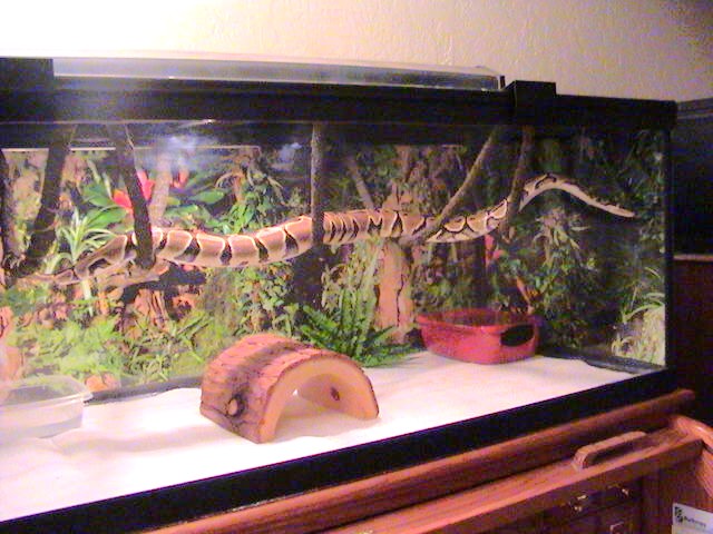65GAL LONG W/LG VINES