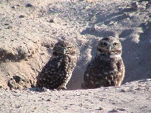 Wild KOFA High School Burrowing Owls