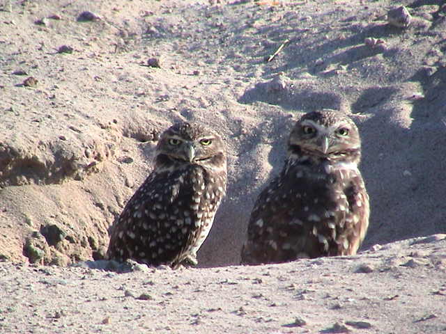 Wild KOFA High School Burrowing Owls