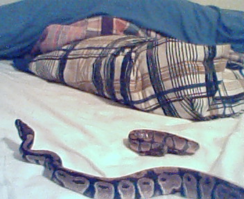 My big and little snkae