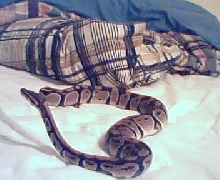 Shot of my big one