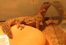 Ahktep's first day home.