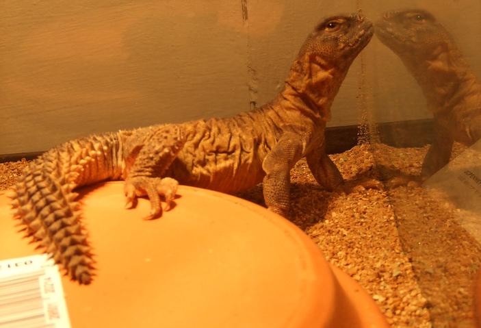 Ahktep's first day home.