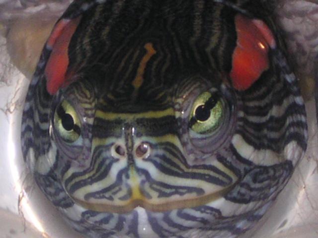 Spunky's Close up