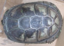 mystery turtle 1