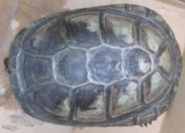 mystery turtle 1
