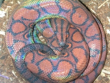 Nico in shed
