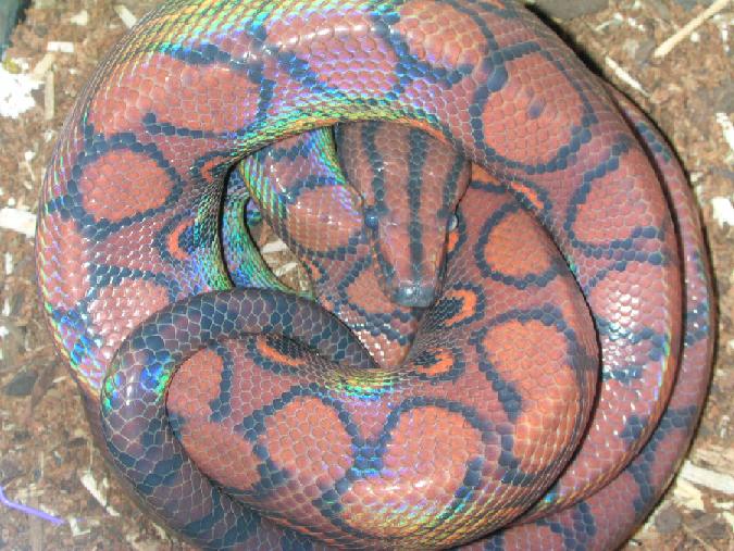 Nico in shed