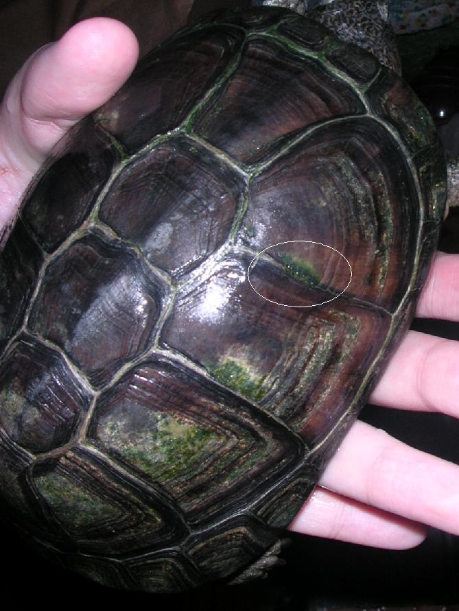 Shell Problem on P. castaneus II