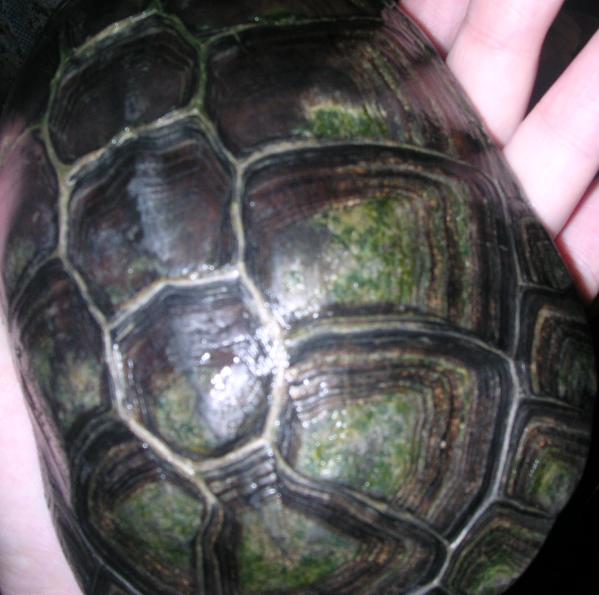 Shell Problem on P. castaneus