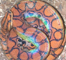 Shiny little ball of boa...
