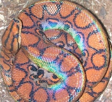 Smaller pic
