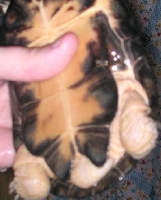 P. castaneus tail