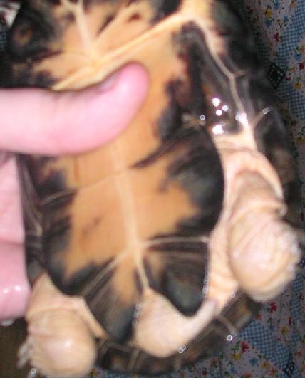 P. castaneus tail