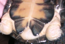 P. castaneus tail 2